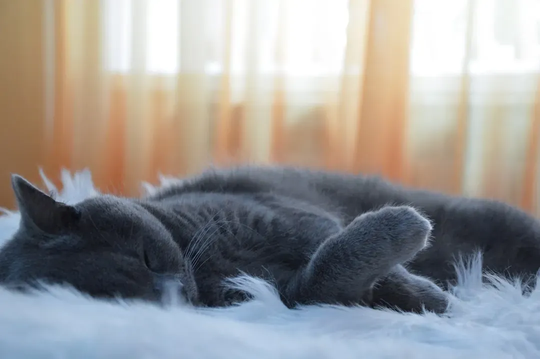 British Shorthair: The Self-Sufficient Napper (Image Credits: Unsplash)
