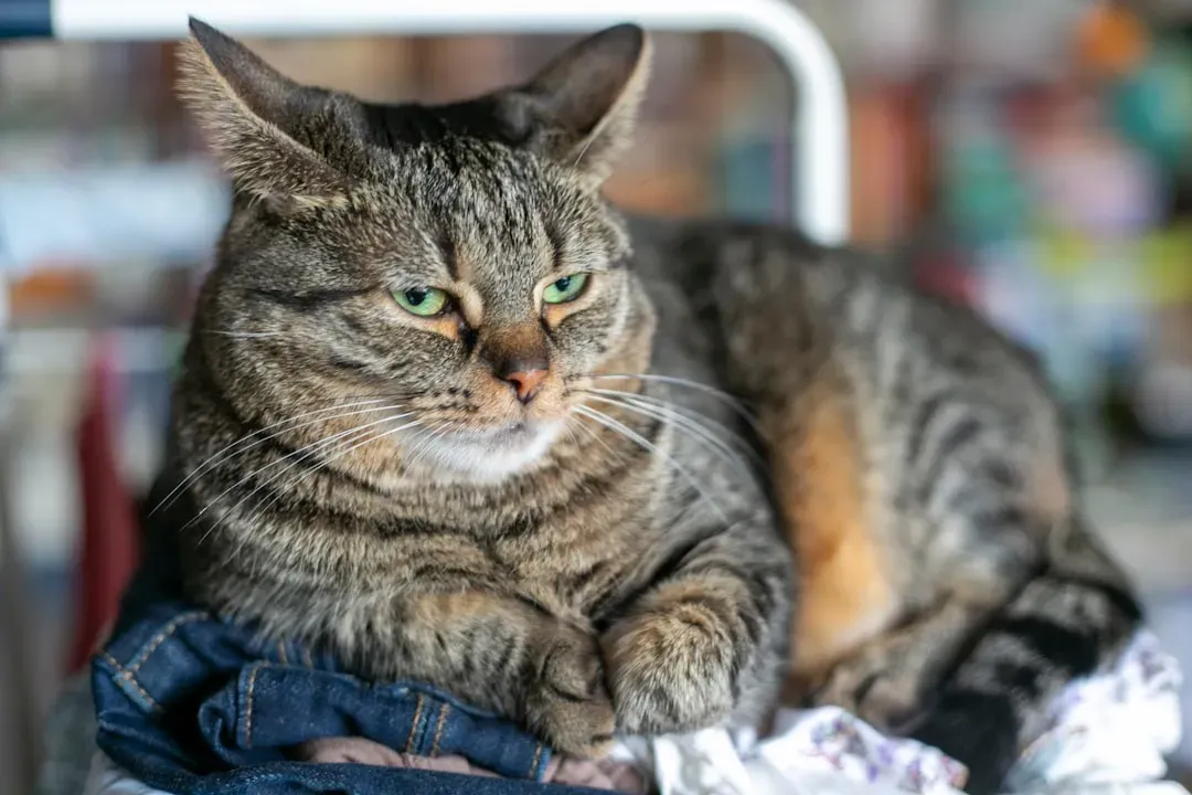 #6 - Guarding Your Unwashed Laundry While You're Gone (Image Credits: Unsplash)