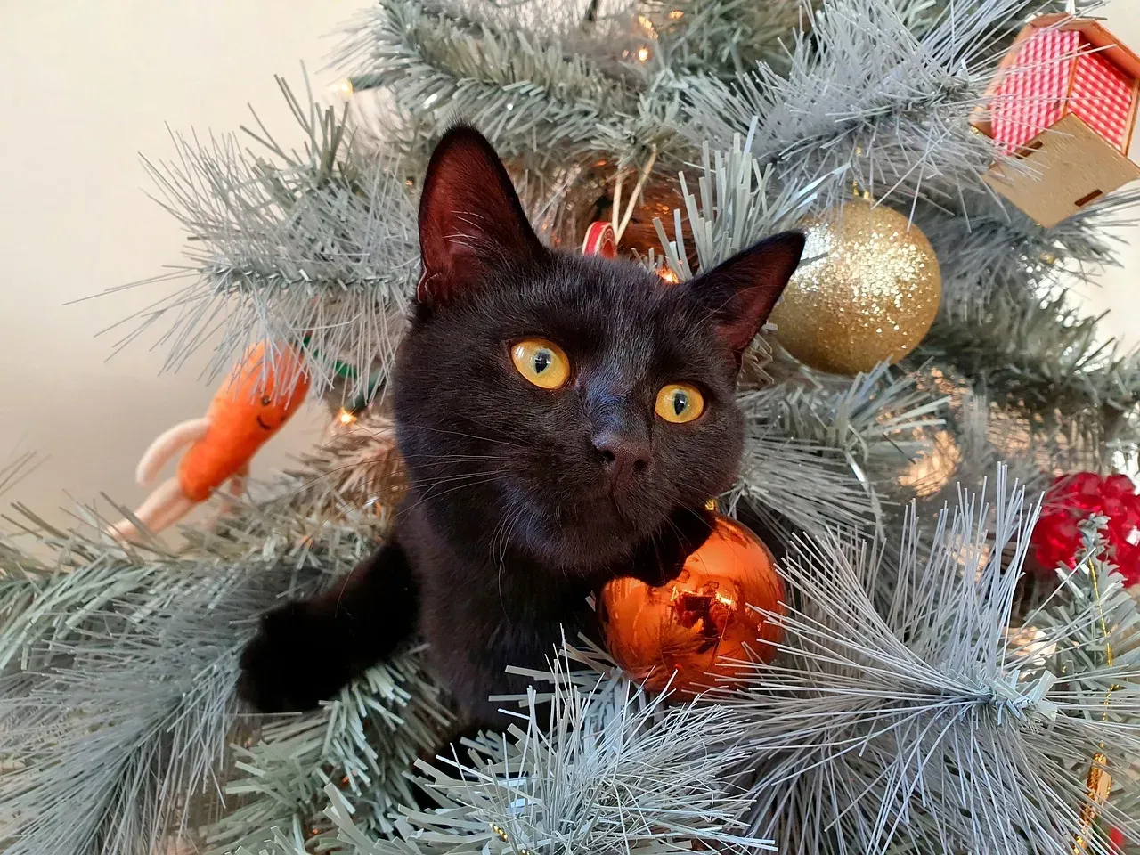 Understanding Your Cat's Fascinating Christmas Tree Obsession (Image Credits: Pixabay)