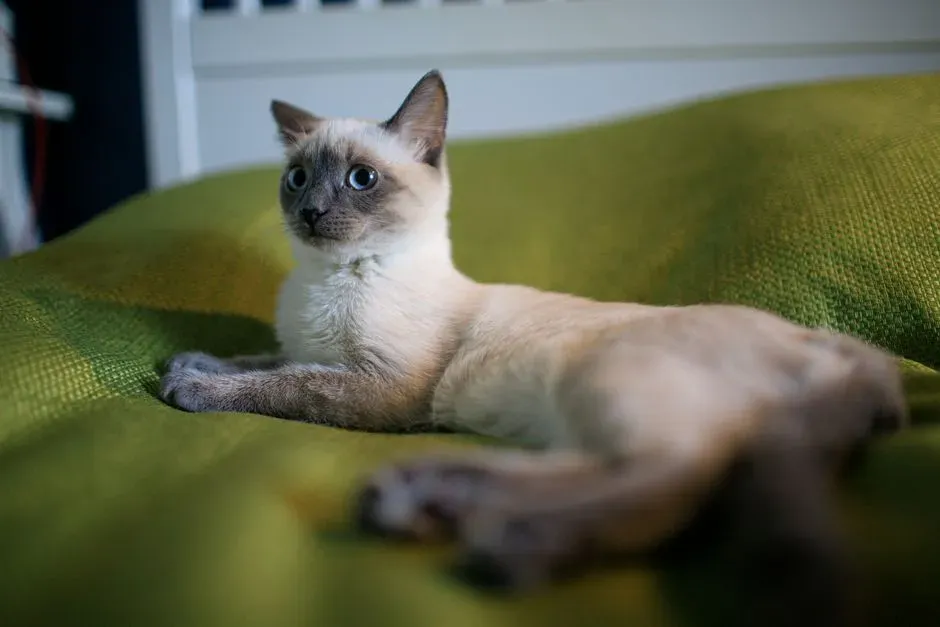 #9 - Tonkinese: The Breed That Blends Two Clingy Lineages (Image Credits: Pexels)