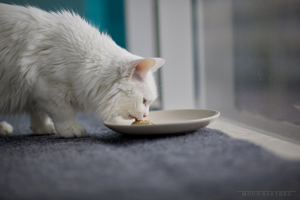 Consistent Daily Routine - Predictability is Their Secret Comfort (Image Credits: Flickr)