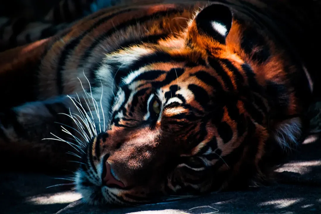 #4. Their eyes are built for hunting in near total darkness (Image Credits: Unsplash)
