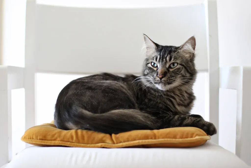 Positive Associations and the Power of Habit (Vanilla and lace, Flickr, CC BY 2.0)