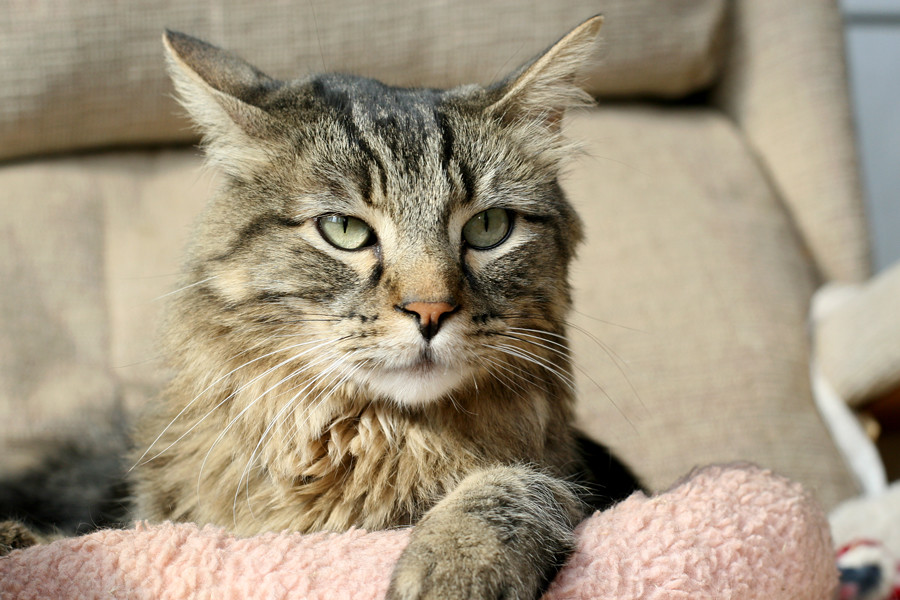 Creating a Sacred Safe Space (Image Credits: Flickr)