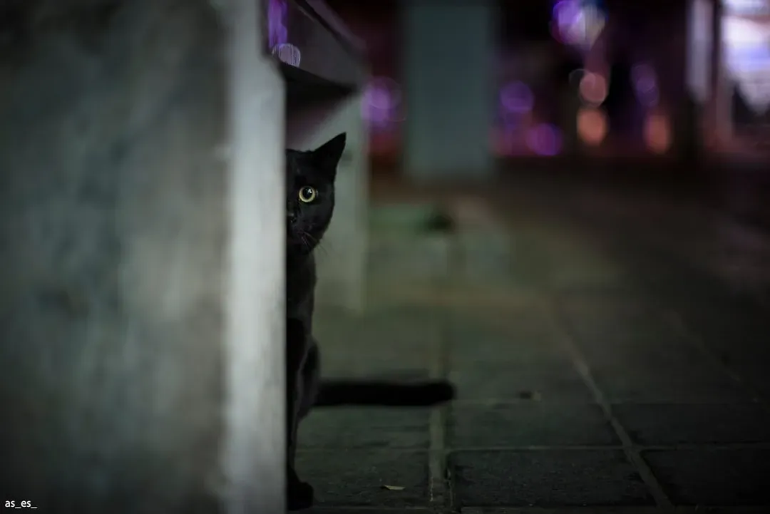 They're Patrolling Your Territory at Night (Image Credits: Unsplash)