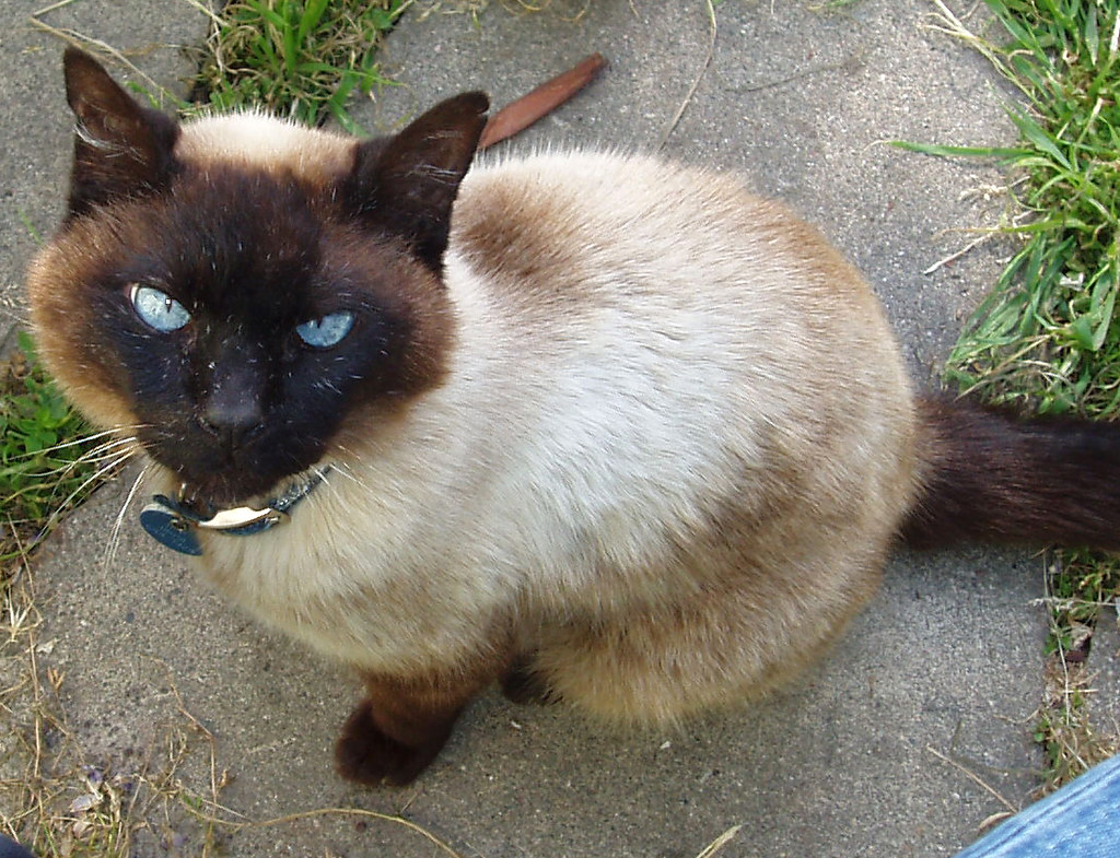 Siamese - The Social Butterfly (Image Credits: Flickr)