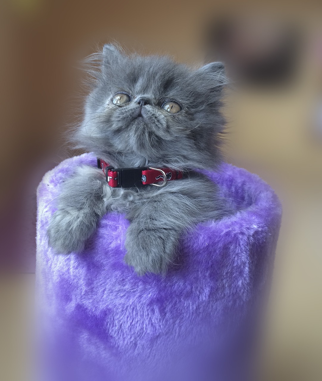 High Veterinary Costs and Health Problems (Image Credits: Pixabay)