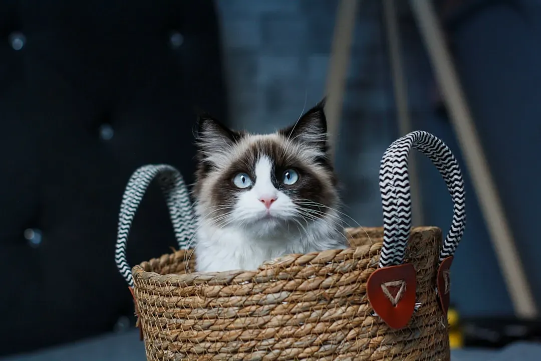 5. The Laundry Basket (Image Credits: Unsplash)