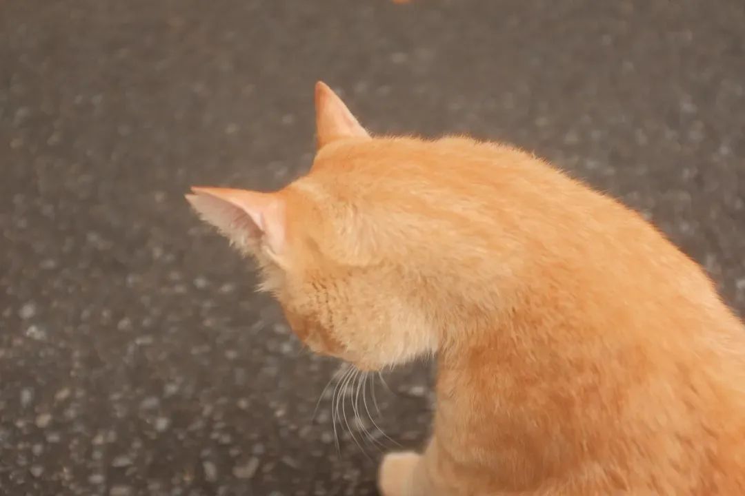 Territorial Marking and Ownership (Image Credits: Unsplash)