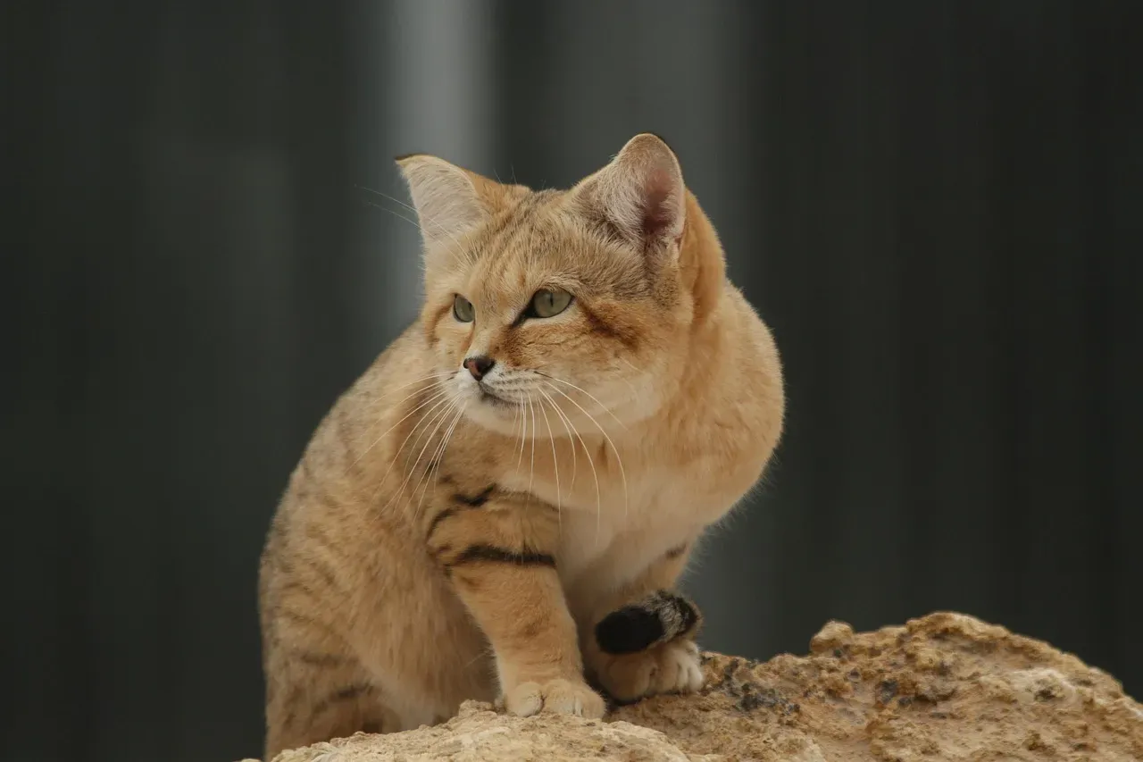 3. Sand Cat: The Desert Ghost That Lives Where Cats “Shouldn’t” (Image Credits: Pixabay)
