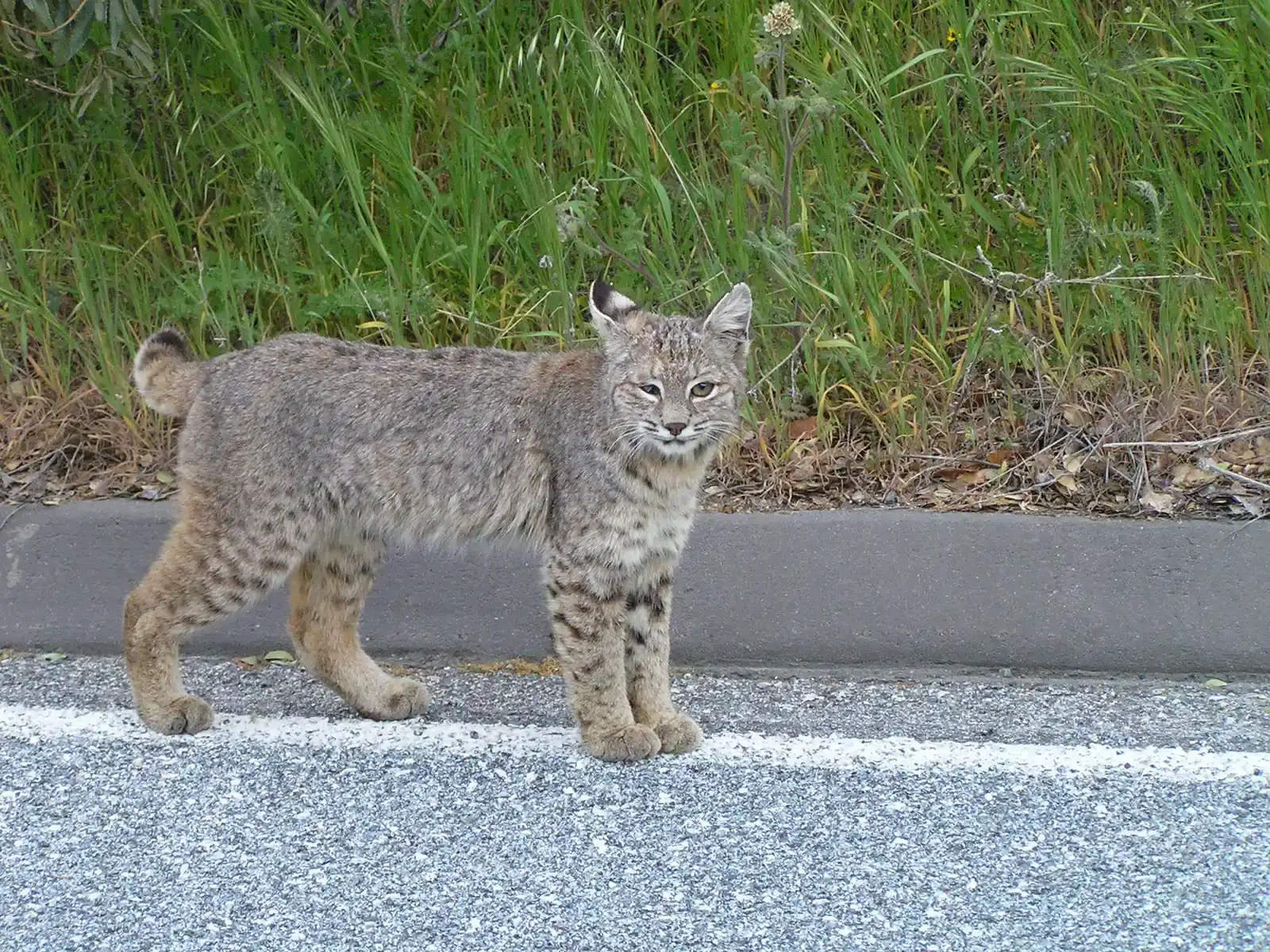 6. Their Kittens Learn to Hunt by “Playing With Their Food” (By Cortada González, Laura, CC BY-SA 3.0)