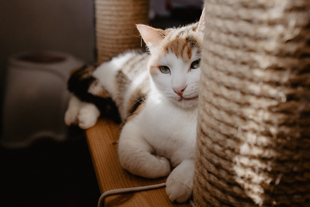 The Role of Environmental Control in Feline Storm Response (Image Credits: Unsplash)