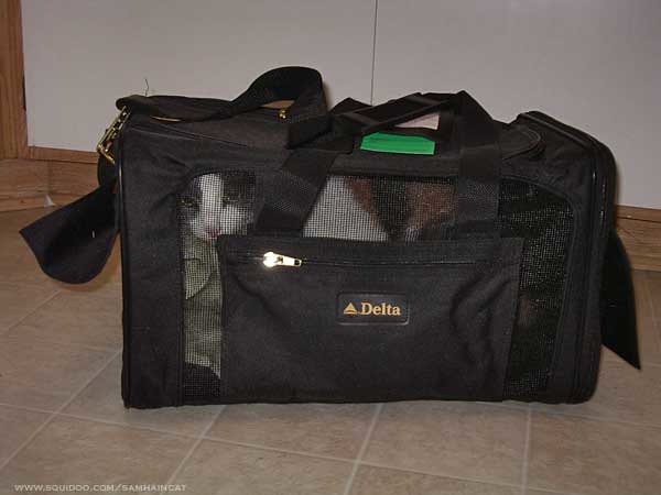 Preparing Your Cat for Air Travel (Image Credits: Flickr)