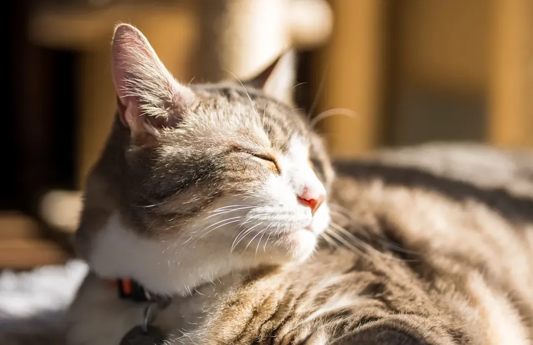 The Internal Clock You Never Knew Your Cat Had (Image Credits: Unsplash)