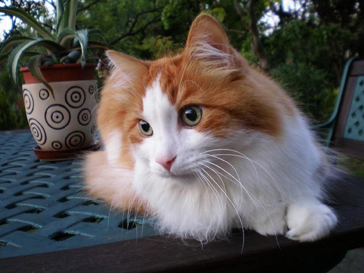 9. Turkish Van: The Water-Loving Warrior (Image Credits: Pixabay)