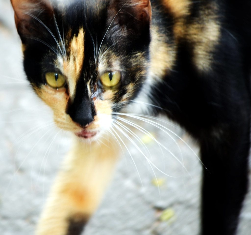 Cats Are Naturally Solitary Animals (Image Credits: Flickr)