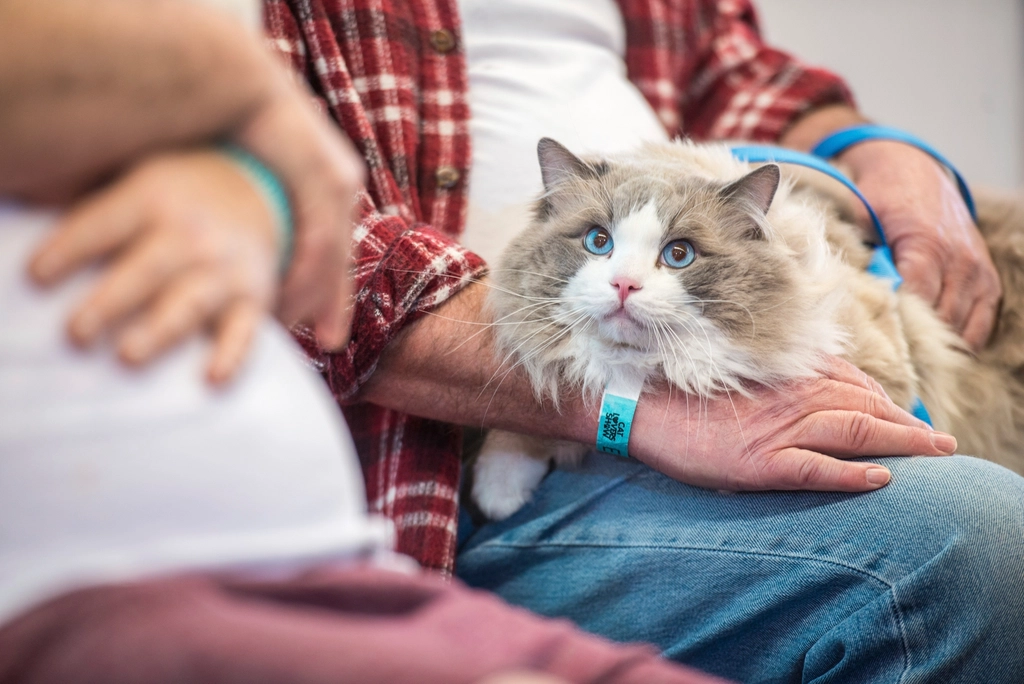 Ragdoll: The Ultimate Cuddle Therapist (Image Credits: Rawpixel)