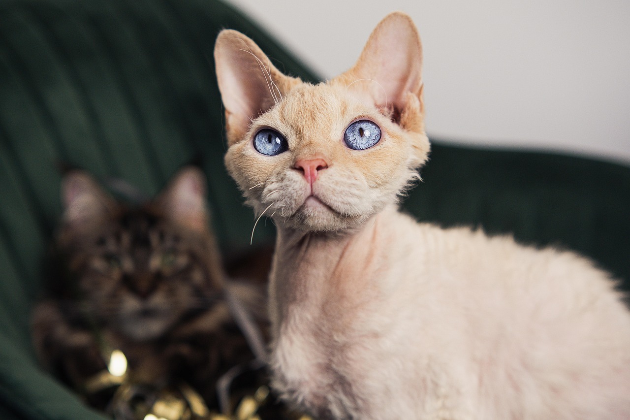 Devon Rex: The Mischievous Little Troublemakers (Image Credits: Pixabay)