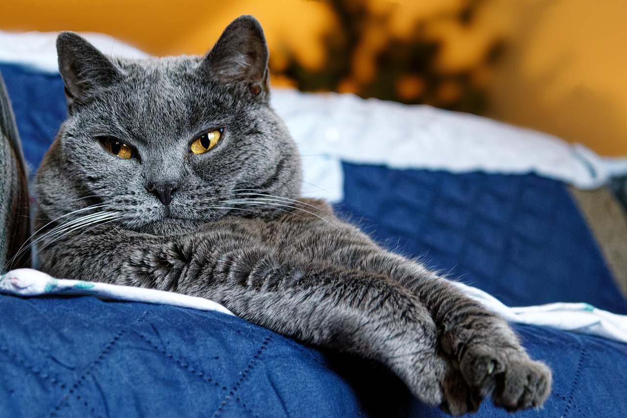 Leo: The Confident Cat Champions (Image Credits: Pixabay)