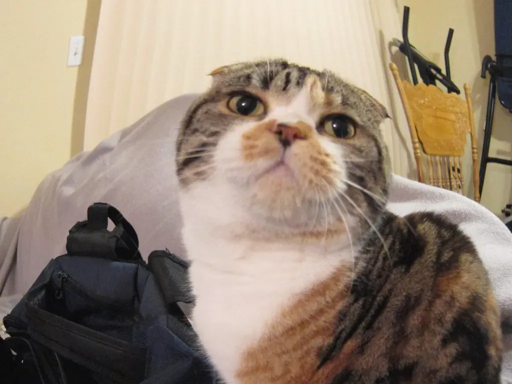 Scottish Fold: The Sweet-Natured Napper (Image Credits: Flickr)