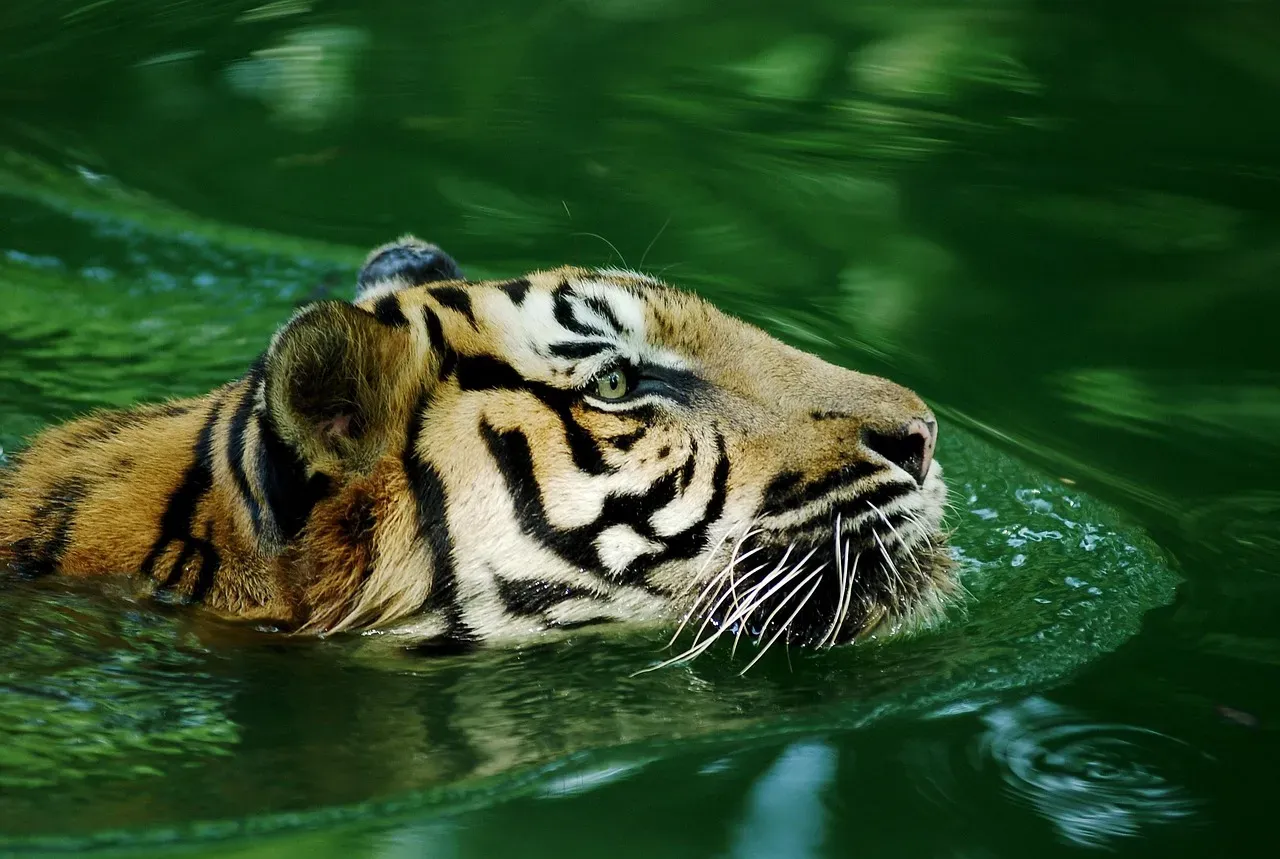 #5 Water offers an escape route when things go wrong (Image Credits: Pixabay)