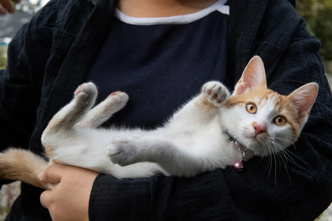 What This All Means for You and Your Cat (Image Credits: Unsplash)