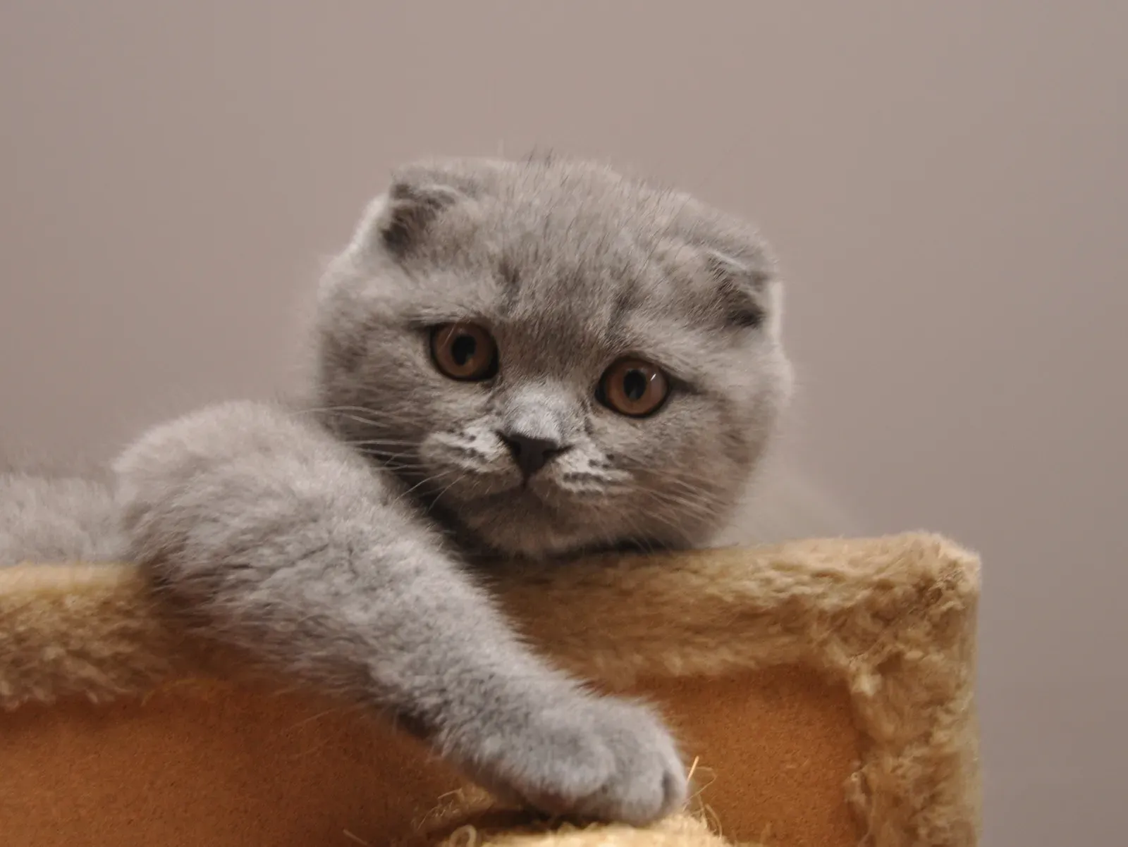 10. Scottish Fold: The Adaptable Friend (Image Credits: Wikimedia)