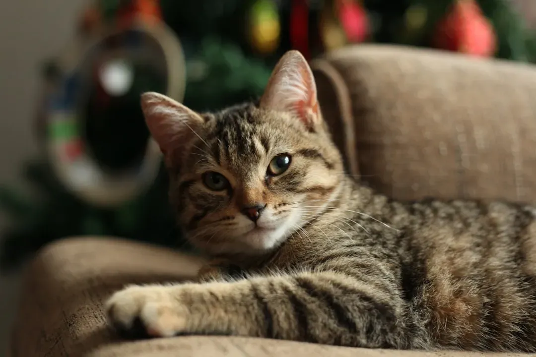 3. The Couch: A Scent Broadcasting Station (Image Credits: Unsplash)