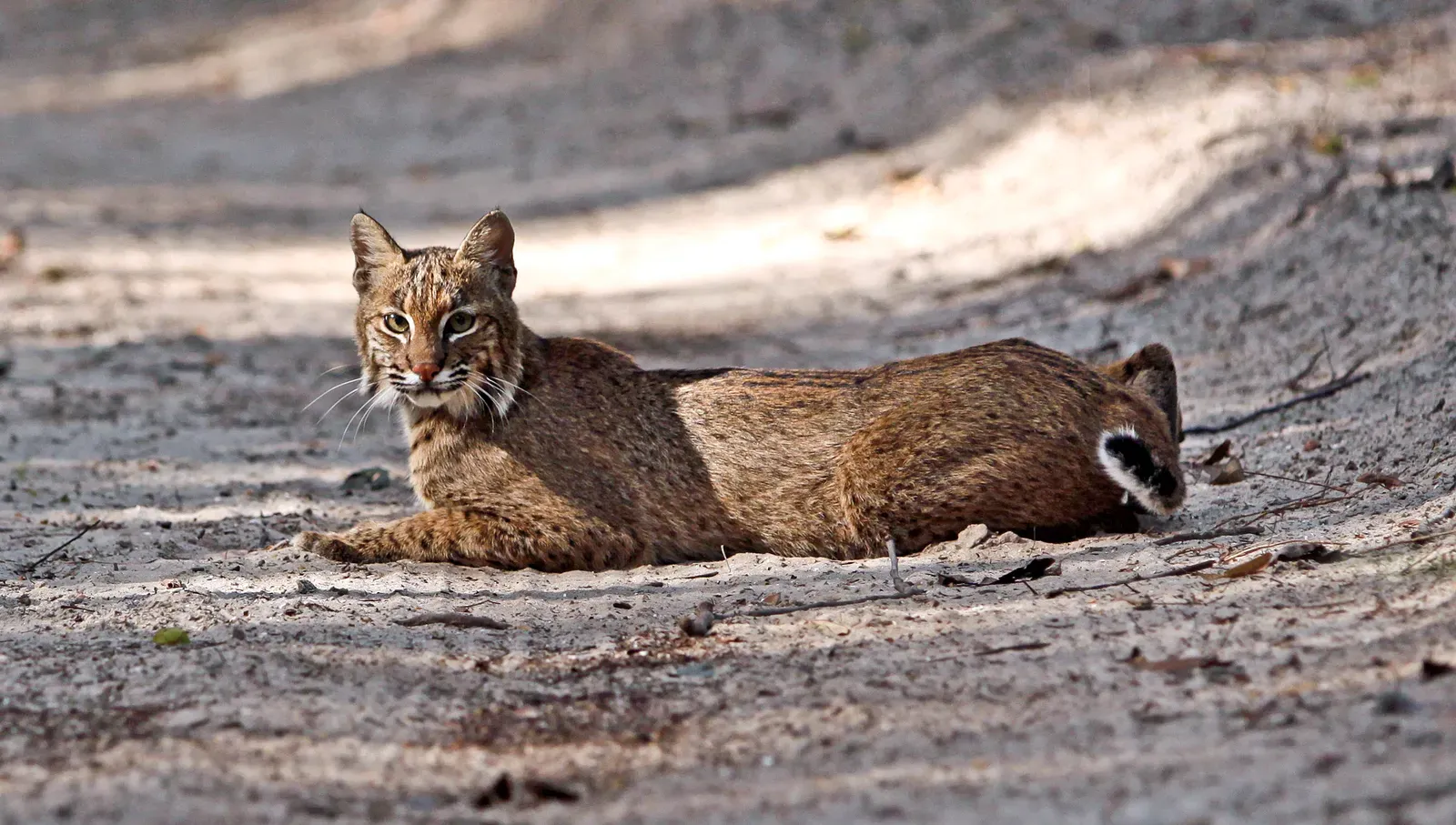 #1 The Pause Is a Sensory Recalibration, Not Hesitation (Florida Bobcat, CC BY 2.0)