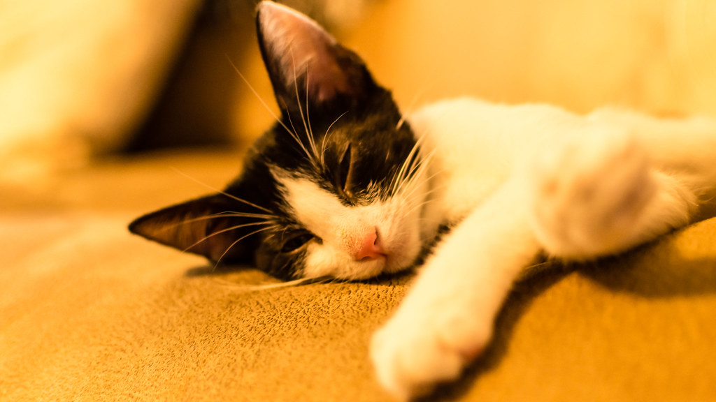 Texture Preferences: The Perfect Sleeping Surface (Image Credits: Flickr)