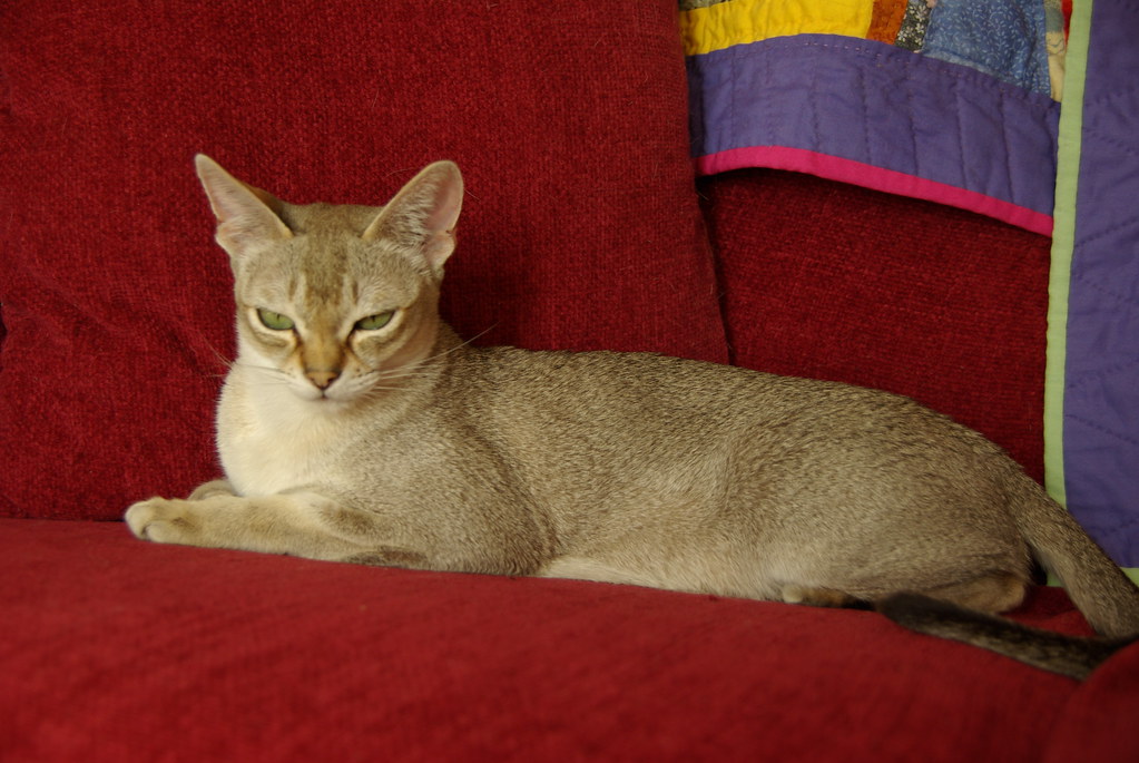 Singapura Cats: The Tiny Titans (Image Credits: Flickr)