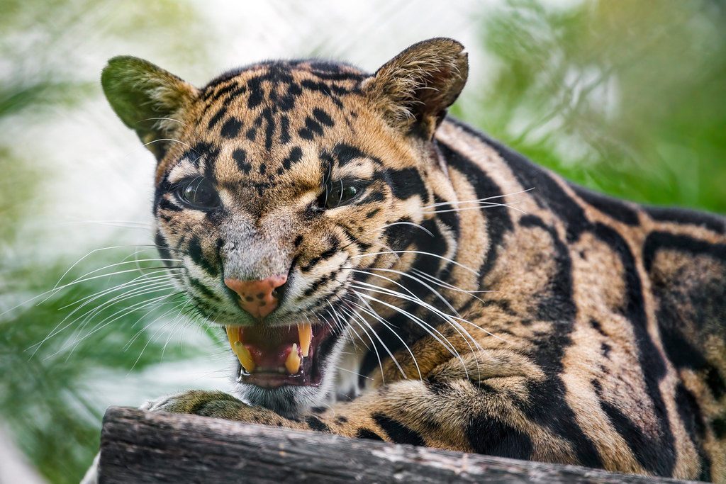 Saber-Tooth Style Teeth for Aerial Ambush (Image Credits: Flickr)