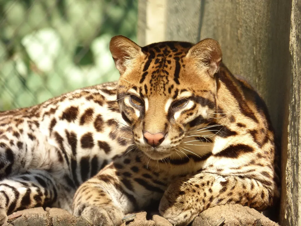 5. Ocelot – The Spotted Shadow of the South Texas Brush (Image Credits: Pixabay)