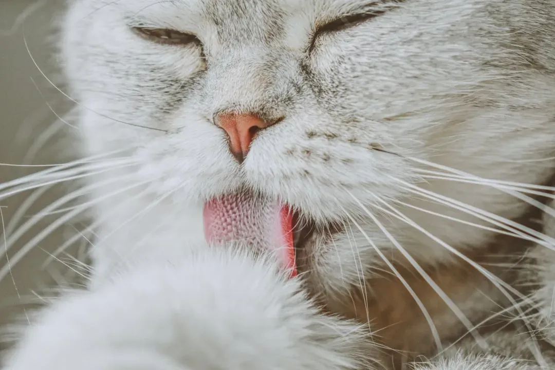 The Engineering Marvel That Is a Cat's Tongue (Image Credits: Unsplash)
