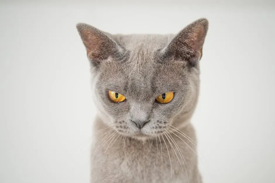 When to Be Concerned: Health and Sudden Behavioral Changes (Image Credits: Pexels)