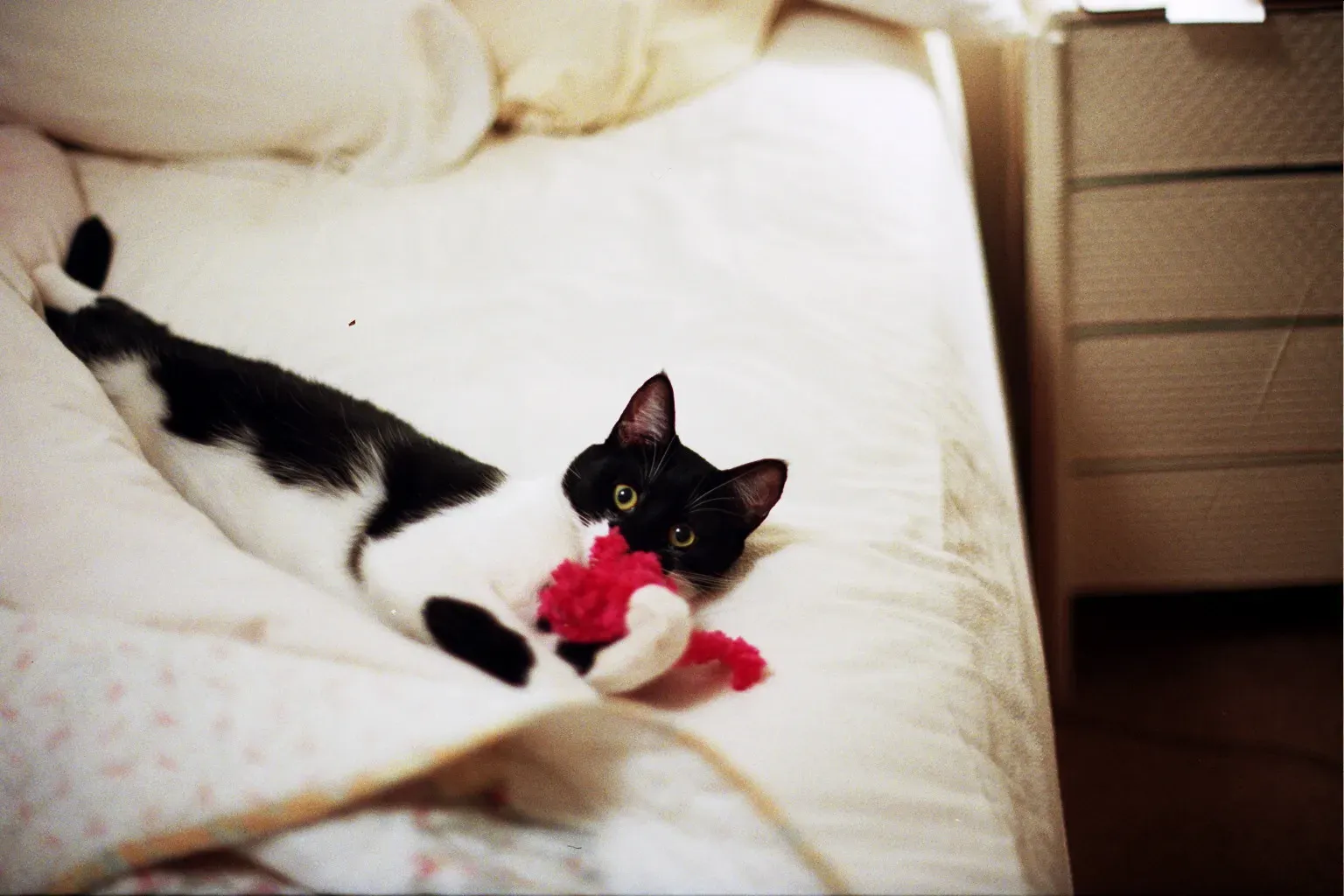 Conclusion (Paddington and her pink mouse toy. In our bed. Cutest kitty in the world!Uploaded by JohnnyMrNinja, CC BY-SA 2.0)