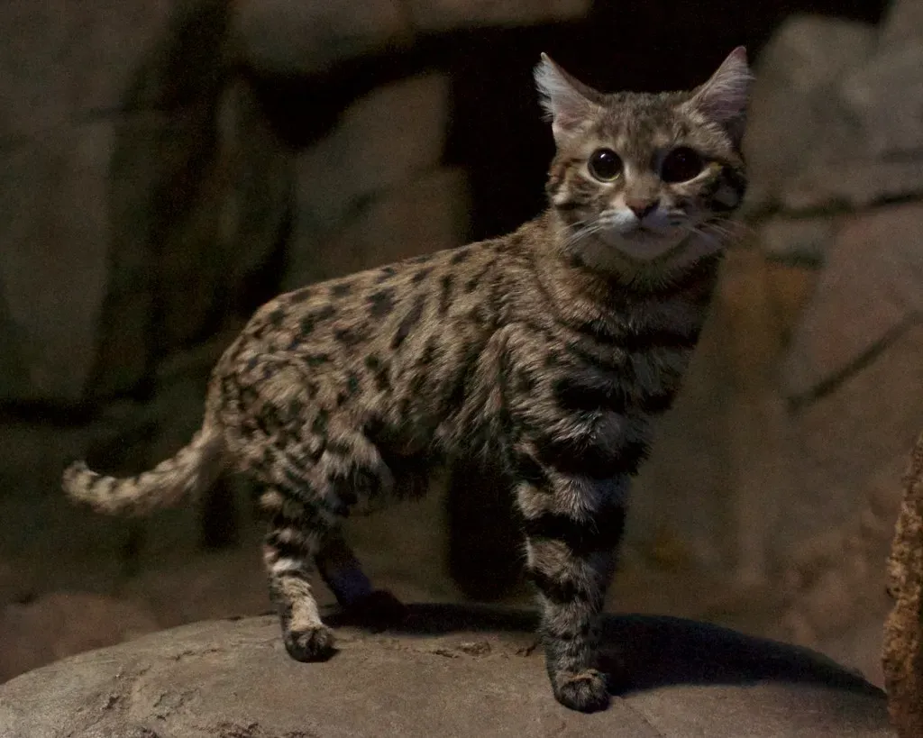 4. Black-Footed Cat: The Tiny Body With a Ridiculously Big Kill Rate (MrGuilt, Flickr, CC BY 2.0)