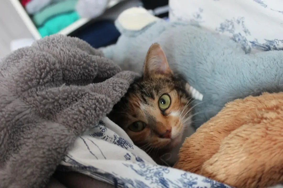 The Laundry Basket (Image Credits: Unsplash)