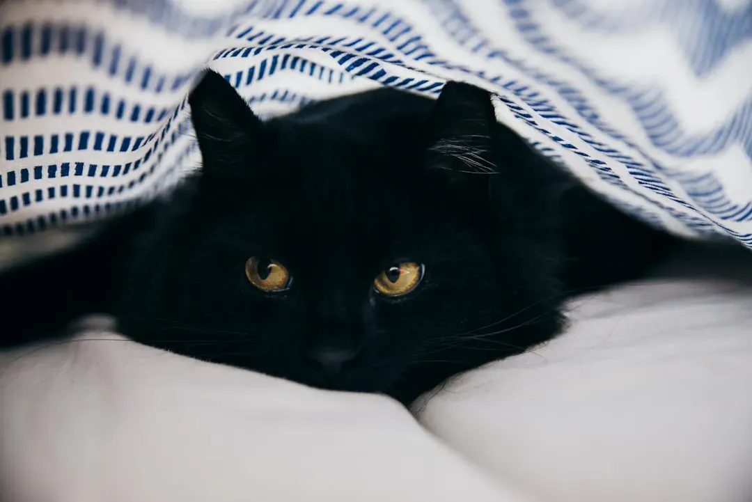 How You Can Support a Cat Who Chooses to Retreat (Image Credits: Unsplash)