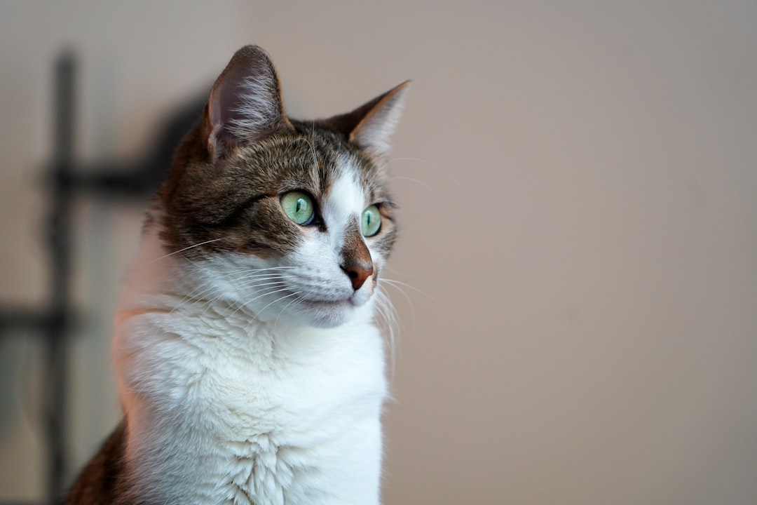 The Incredible Range of Cat Hearing (Image Credits: Unsplash)