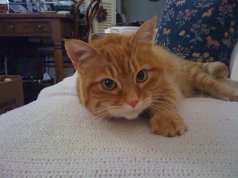 Famous Feline Neighborhood Watch (Image Credits: Flickr)