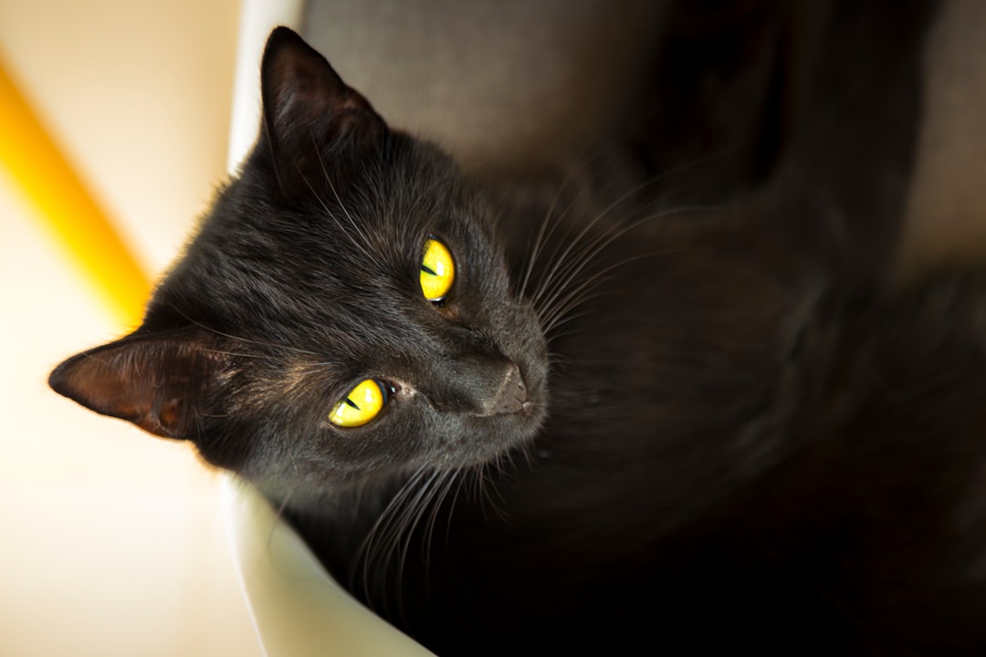 Shape-Shifting and Magical Transformation (Image Credits: Unsplash)