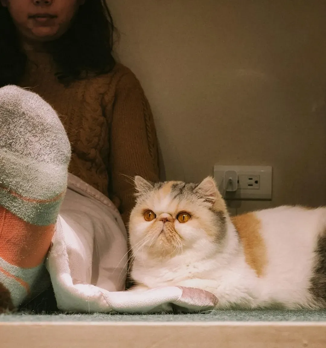 Why Your Cat Keeps Choosing “That One Spot” Near You (Image Credits: Unsplash)