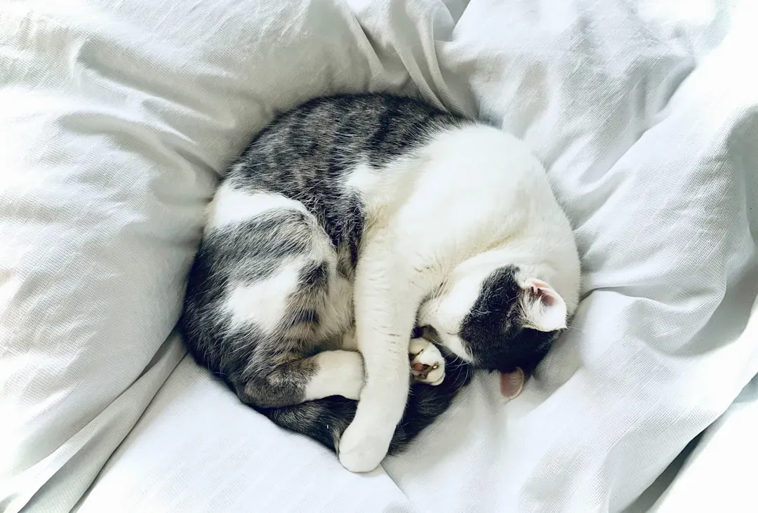 #12 - The Final Stillness Check Before Real Sleep (Image Credits: Unsplash)