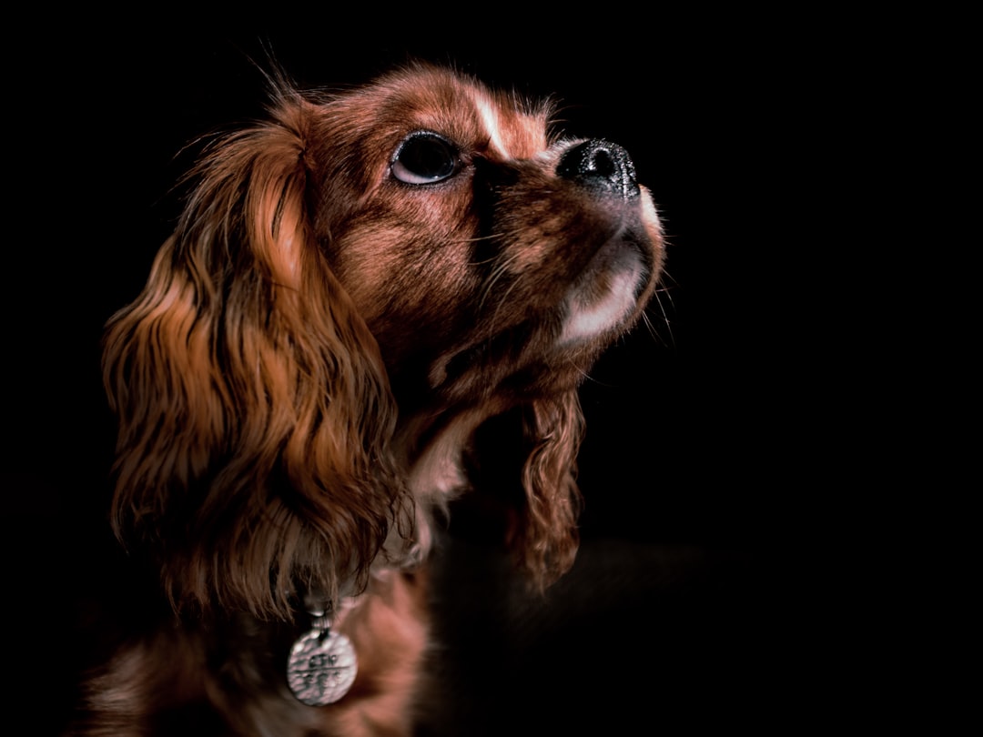 Scorpio to Pisces: Water Signs and Mysterious Connections (Image Credits: Unsplash)