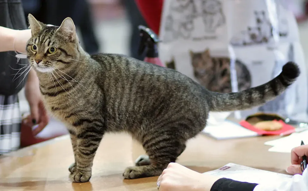 European Shorthair: The Continental All-Rounder (Image Credits: Wikimedia)