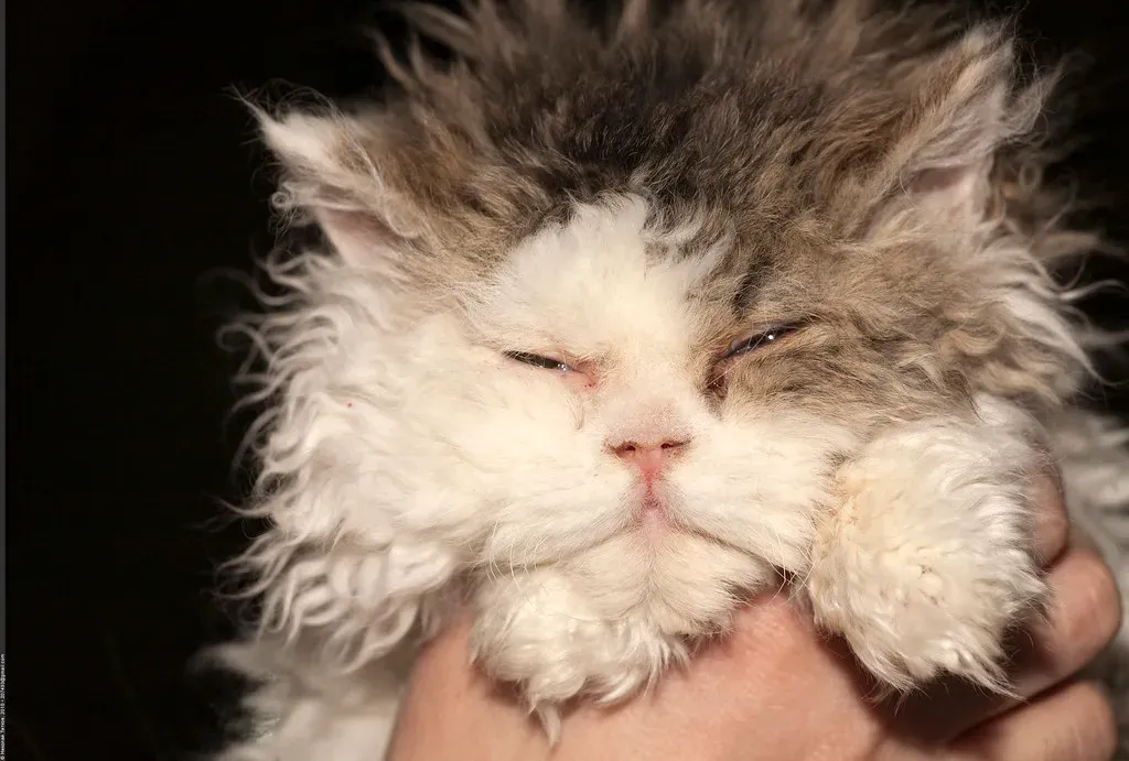 9. The Selkirk Rex: The Curly-Coated Calm Companion (Nickolas Titkov, Flickr, CC BY-SA 2.0)