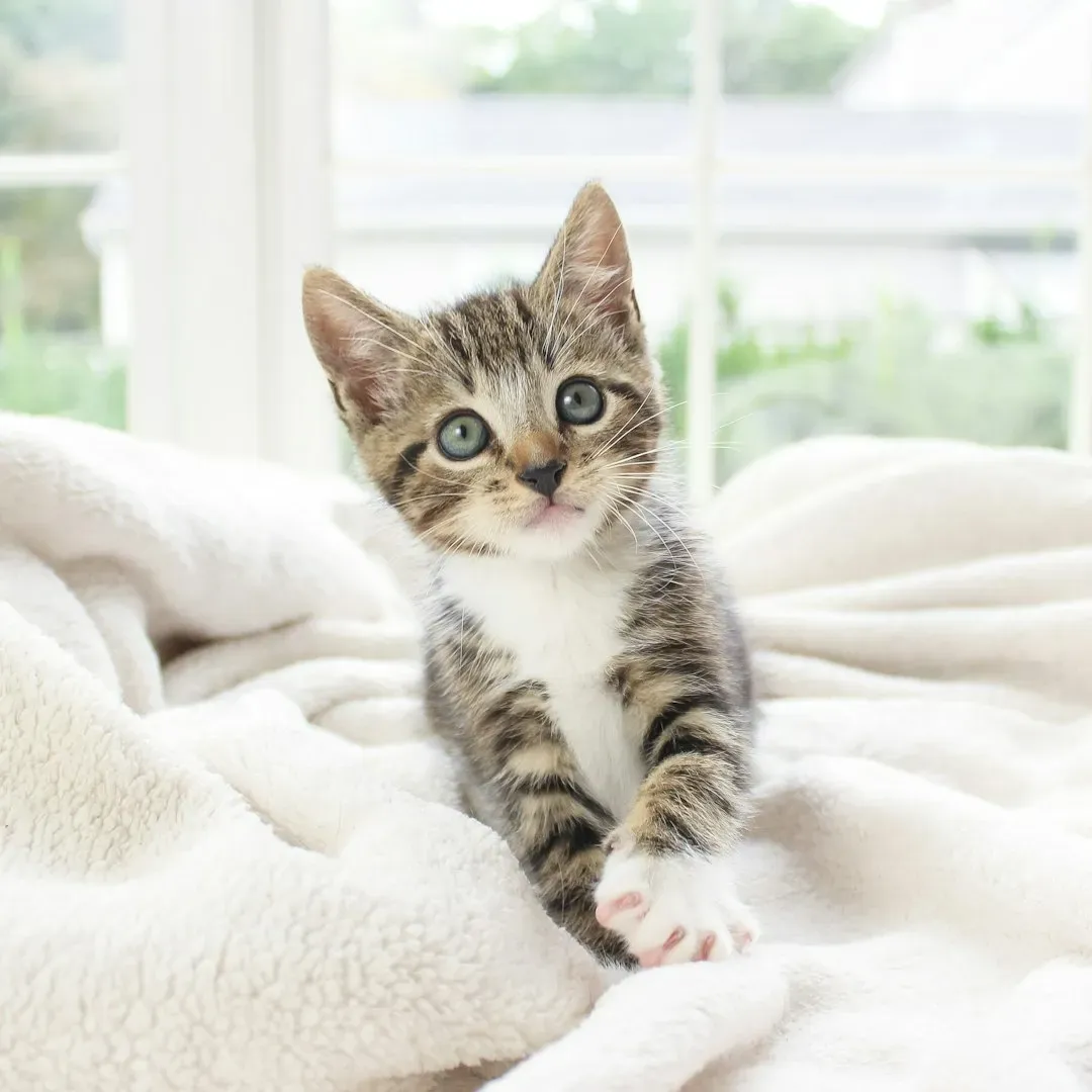 #11 - The Nest-Building Knead (Image Credits: Unsplash)