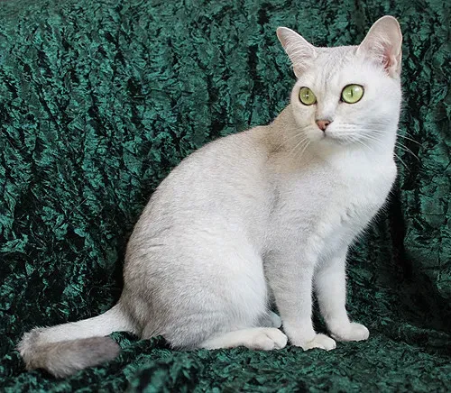 1. The Burmilla: The Accidental Beauty (Image Credits: Flickr)