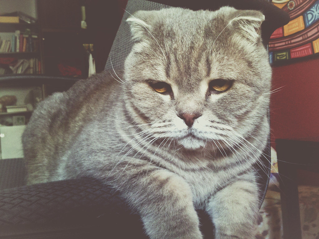 Scottish Fold Cats: The Sweet-Faced Breed With Hidden Complications (Image Credits: Flickr)